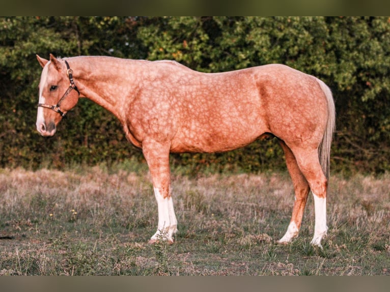 American Quarter Horse Gelding 17 years 15,2 hh Palomino in Weatherford TX