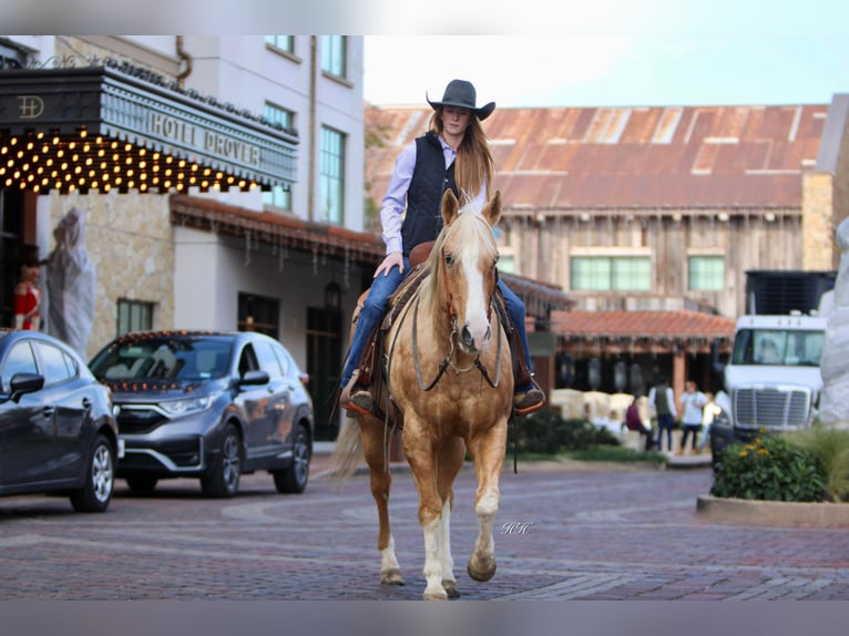 American Quarter Horse Gelding 17 years 15,2 hh Palomino in Weatherford TX