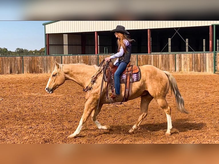 American Quarter Horse Gelding 17 years 15,2 hh Palomino in Weatherford TX