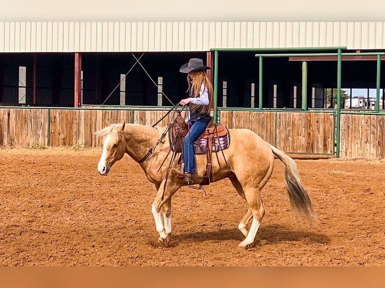 American Quarter Horse Gelding 17 years 15,2 hh Palomino in Weatherford TX