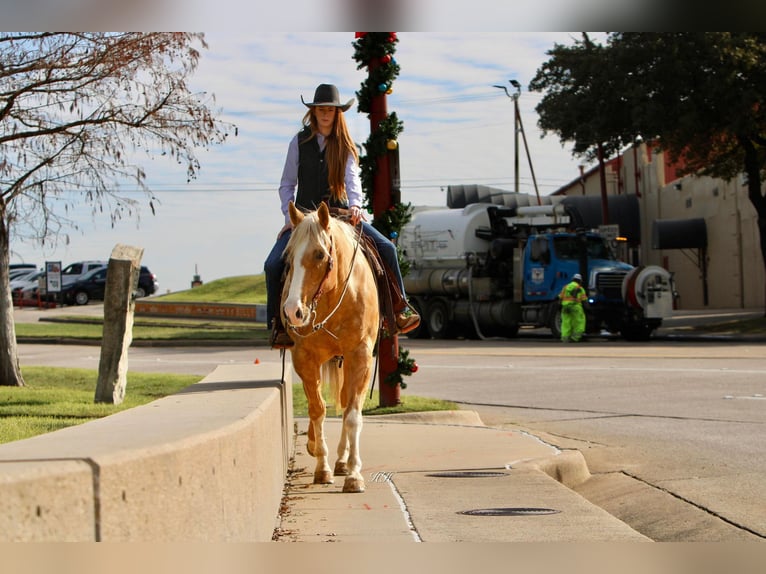 American Quarter Horse Gelding 17 years 15,2 hh Palomino in Weatherford TX