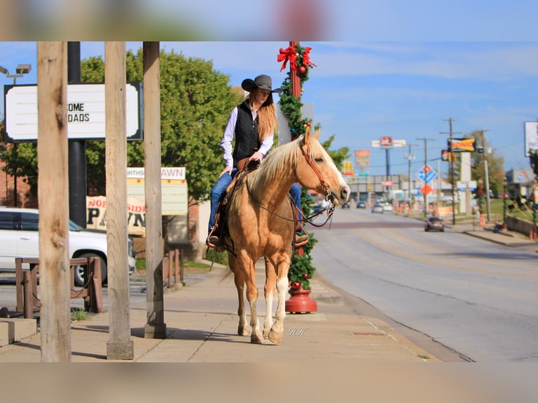 American Quarter Horse Gelding 17 years 15,2 hh Palomino in Weatherford TX