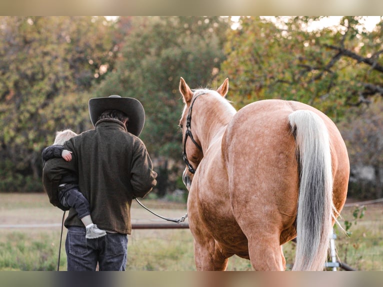 American Quarter Horse Gelding 17 years 15,2 hh Palomino in Weatherford TX