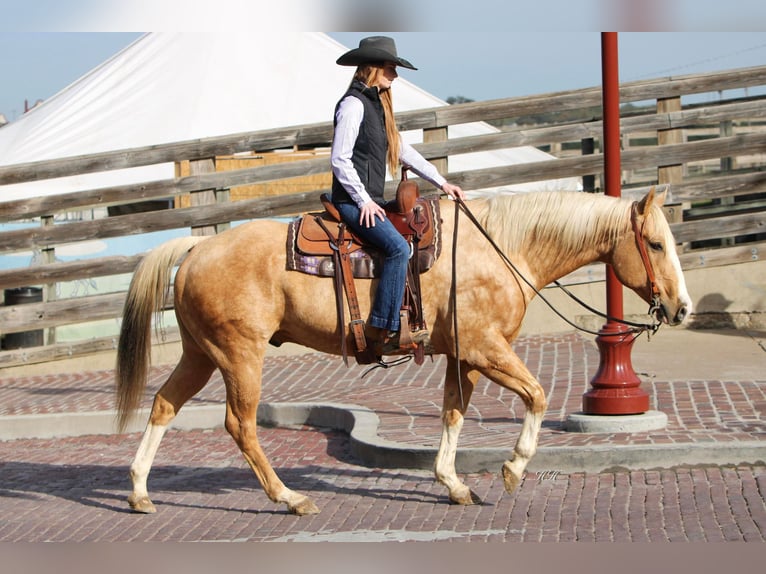 American Quarter Horse Gelding 17 years 15,2 hh Palomino in Weatherford TX