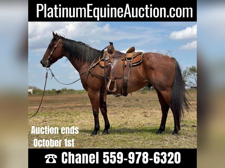 American Quarter Horse Gelding 17 years 15,2 hh Roan-Bay in Byers TX