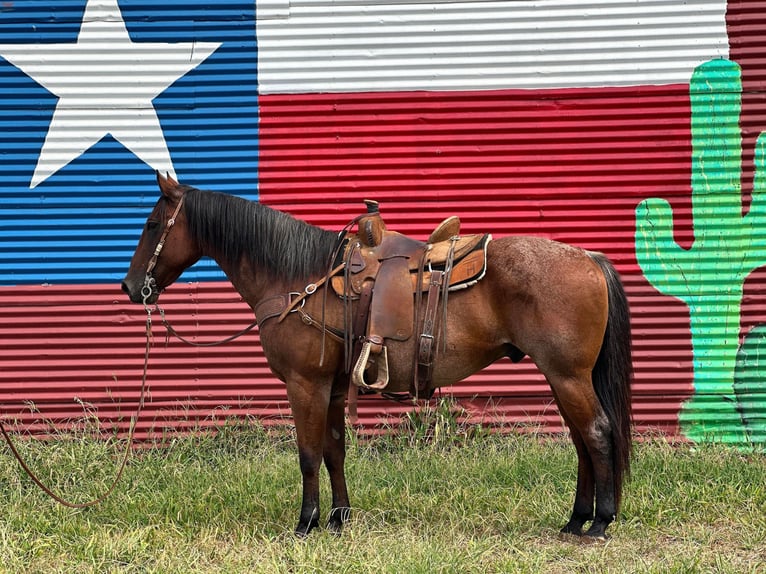 American Quarter Horse Gelding 17 years 15,2 hh Roan-Bay in Byers TX