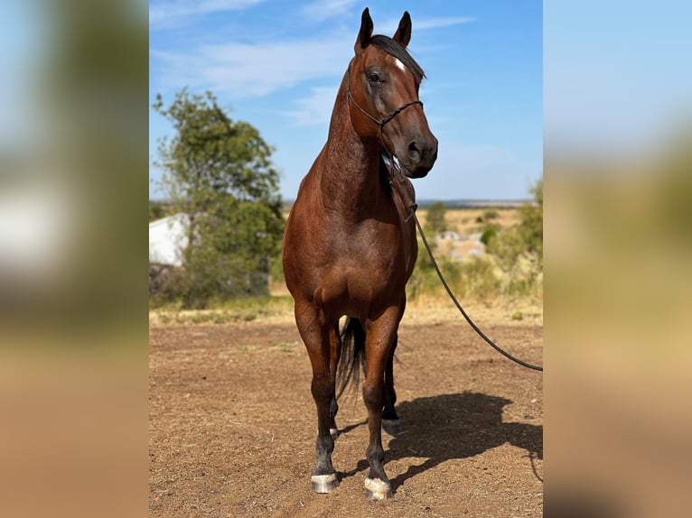 American Quarter Horse Gelding 17 years 15,2 hh Roan-Bay in Byers TX