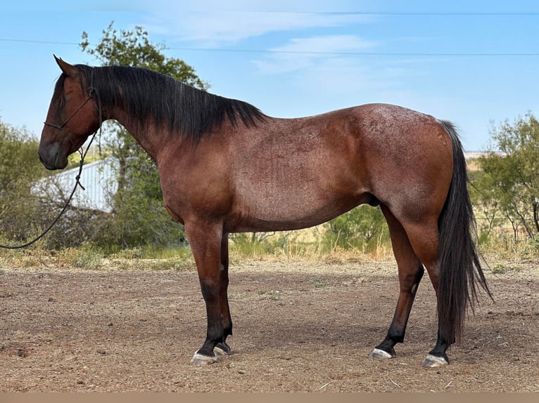 American Quarter Horse Gelding 17 years 15,2 hh Roan-Bay in Byers TX