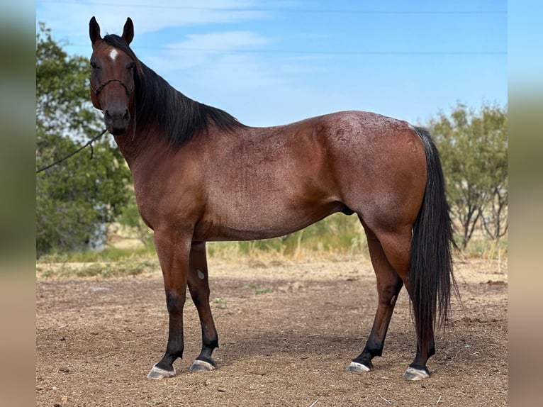 American Quarter Horse Gelding 17 years 15,2 hh Roan-Bay in Byers TX