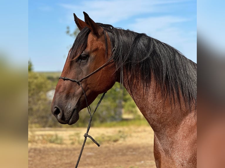 American Quarter Horse Gelding 17 years 15,2 hh Roan-Bay in Byers TX