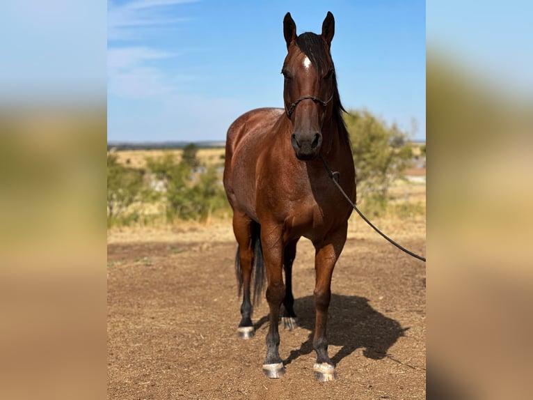 American Quarter Horse Gelding 17 years 15,2 hh Roan-Bay in Byers TX