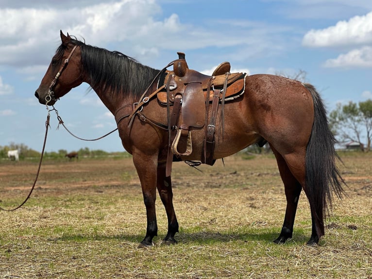 American Quarter Horse Gelding 17 years 15,2 hh Roan-Bay in Byers TX