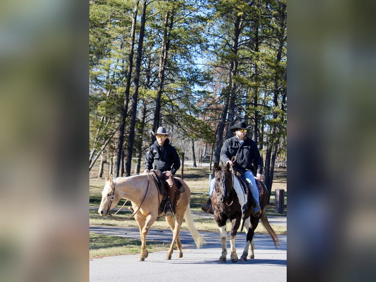 American Quarter Horse Gelding 17 years 15,2 hh Tobiano-all-colors in Borden IN