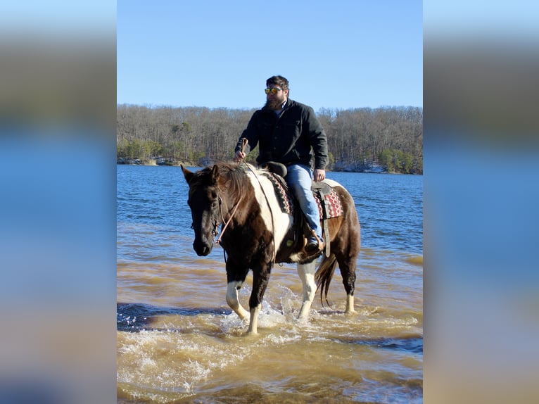 American Quarter Horse Gelding 17 years 15,2 hh Tobiano-all-colors in Borden IN