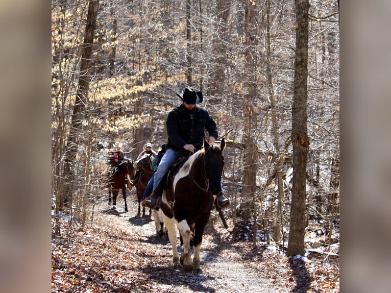 American Quarter Horse Gelding 17 years 15,2 hh Tobiano-all-colors in Borden IN