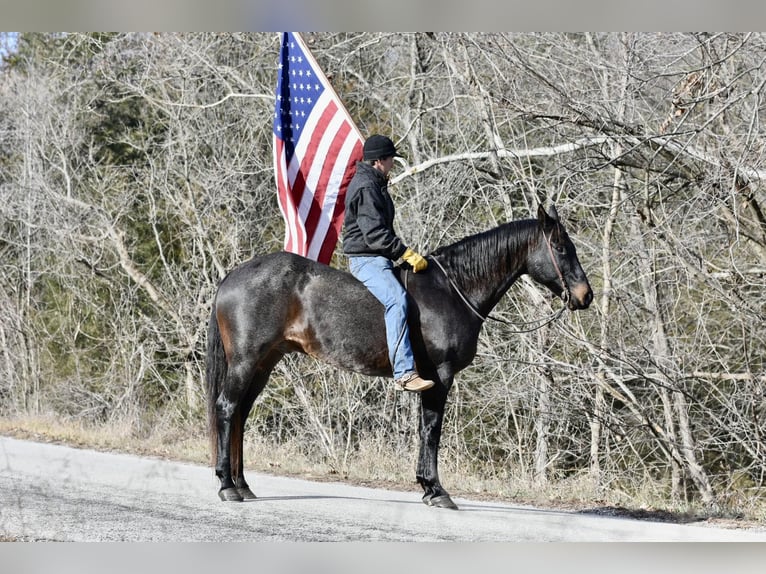 American Quarter Horse Gelding 17 years 15,3 hh Roan-Blue in Sweet Springs, MO