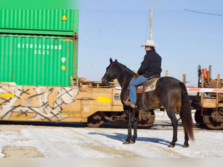 American Quarter Horse Gelding 17 years 15,3 hh Roan-Blue in Sweet Springs, MO