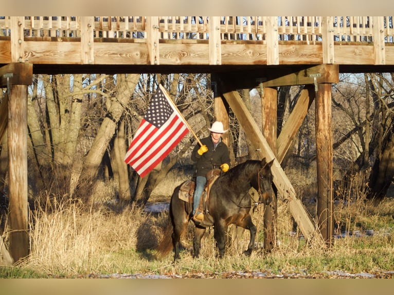 American Quarter Horse Gelding 17 years 15,3 hh Roan-Blue in Sweet Springs, MO