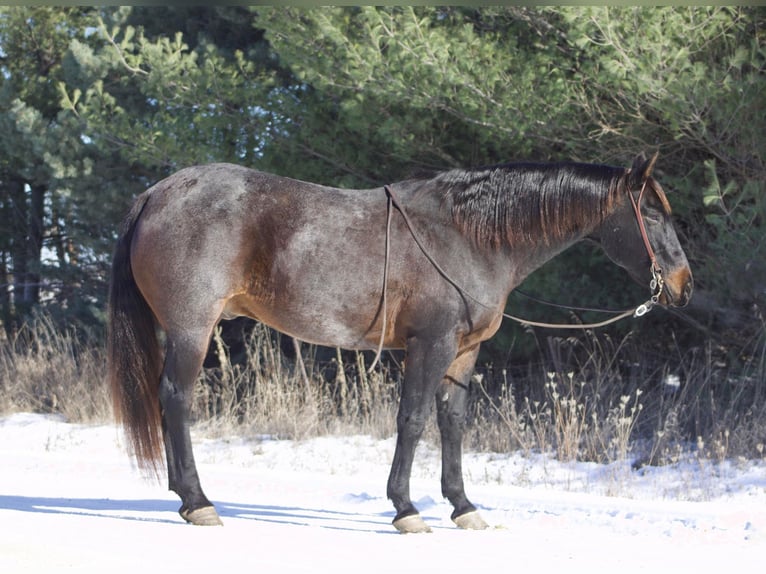 American Quarter Horse Gelding 17 years 15,3 hh Roan-Blue in Sweet Springs, MO