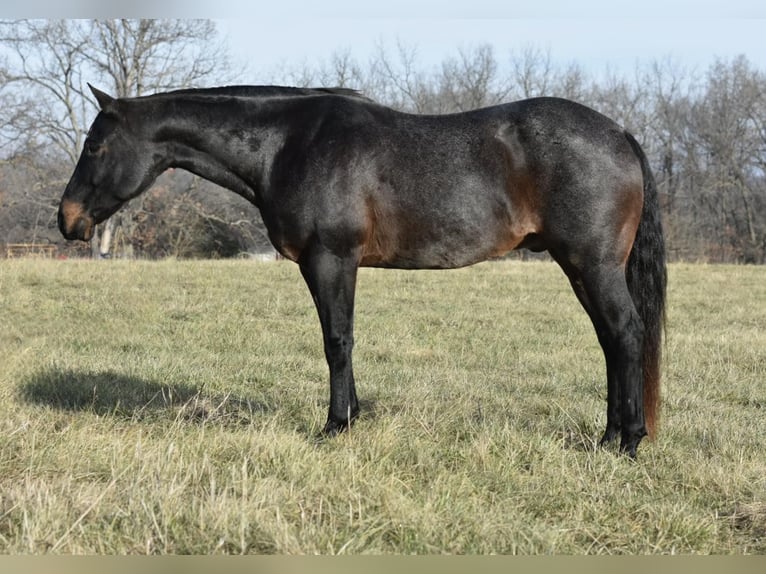 American Quarter Horse Gelding 17 years 15,3 hh Roan-Blue in Sweet Springs, MO