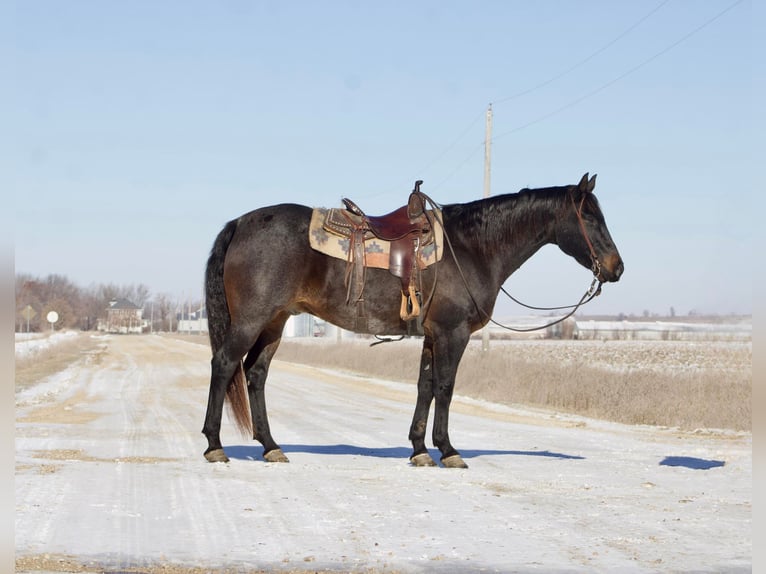 American Quarter Horse Gelding 17 years 15,3 hh Roan-Blue in Sweet Springs, MO