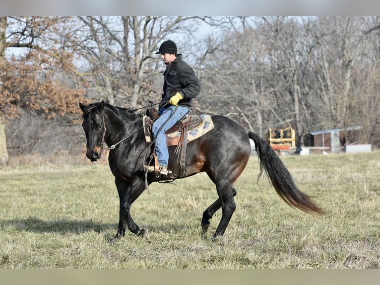 American Quarter Horse Gelding 17 years 15,3 hh Roan-Blue in Sweet Springs, MO