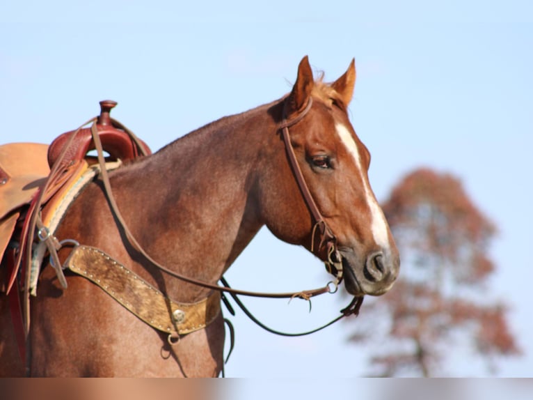 American Quarter Horse Gelding 17 years 15,3 hh Roan-Red in Sanora KY