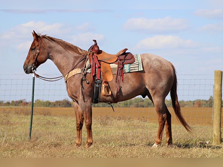 American Quarter Horse Gelding 17 years 15,3 hh Roan-Red in Sanora KY