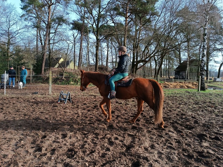 American Quarter Horse Mix Gelding 17 years 15 hh Chestnut-Red in Haselünne