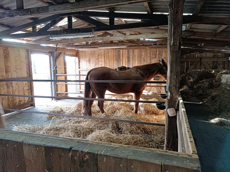 American Quarter Horse Mix Gelding 17 years 15 hh Chestnut-Red in Haselünne
