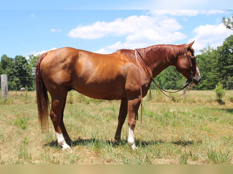 American Quarter Horse Gelding 17 years 15 hh Chestnut in Cherryville NC