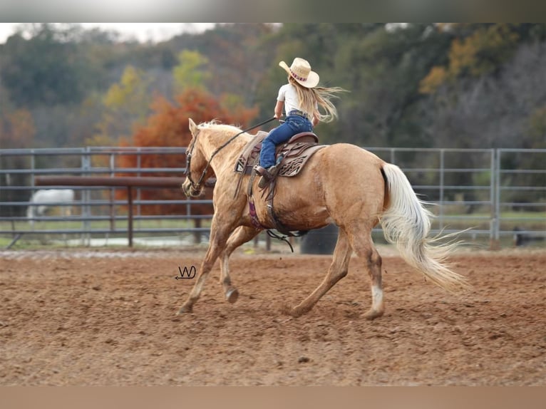 American Quarter Horse Gelding 17 years 15 hh Palomino in Carthage