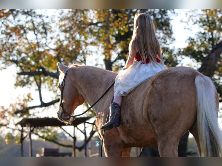 American Quarter Horse Gelding 17 years 15 hh Palomino in Carthage