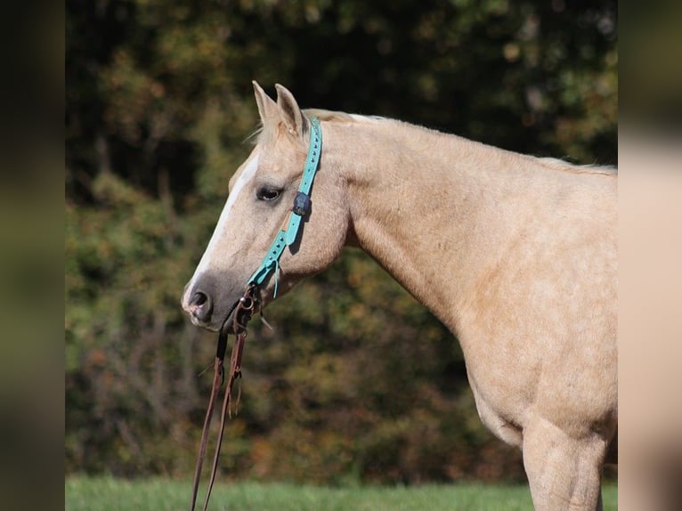 American Quarter Horse Gelding 17 years 15 hh Palomino in Brodhead