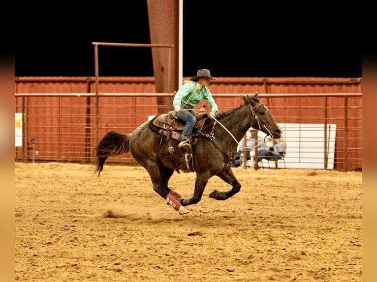 American Quarter Horse Gelding 17 years 15 hh Roan-Bay in ravenna TX