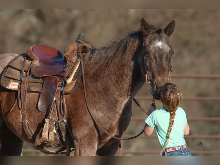 American Quarter Horse Gelding 17 years 15 hh Roan-Blue in Carthage, TX
