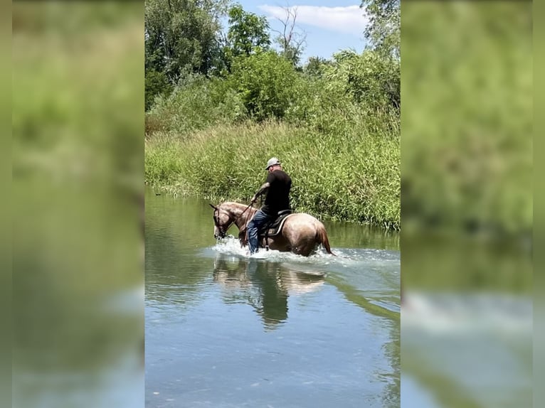 American Quarter Horse Gelding 17 years 15 hh Roan-Red in Anderson, CA