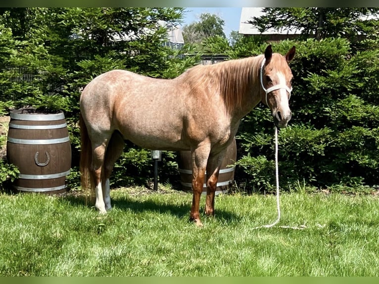 American Quarter Horse Gelding 17 years 15 hh Roan-Red in Anderson, CA