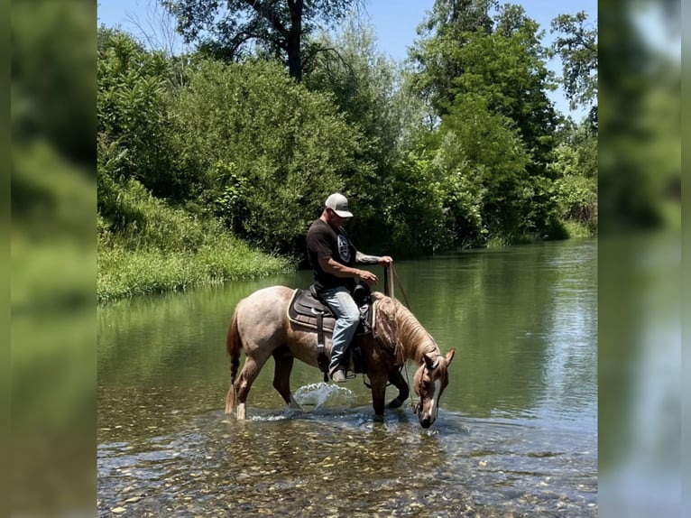 American Quarter Horse Gelding 17 years 15 hh Roan-Red in Anderson, CA American Quarter Horse Gelding 17 years 15 hh Roan-Red in Anderson, CA