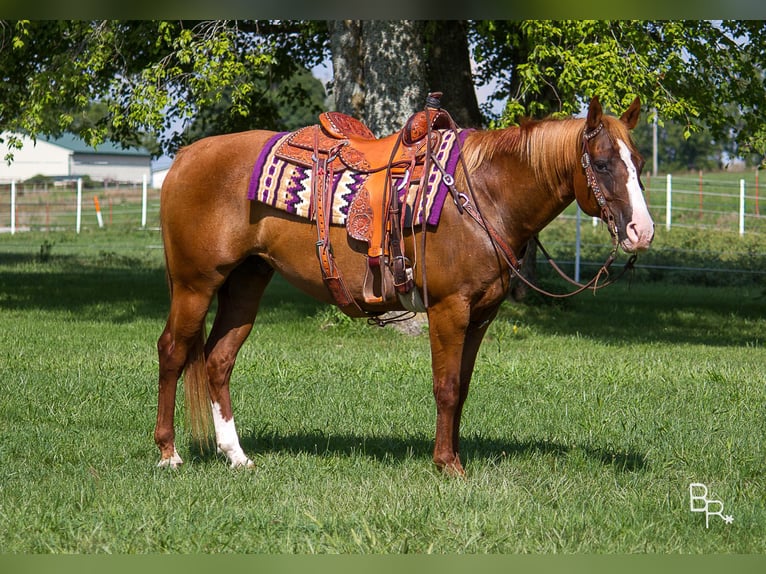 American Quarter Horse Gelding 17 years 15 hh Sorrel in Moutain Grove