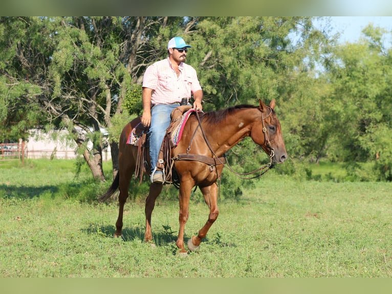 American Quarter Horse Gelding 17 years 15,1 hh Chestnut in Stephenville TX