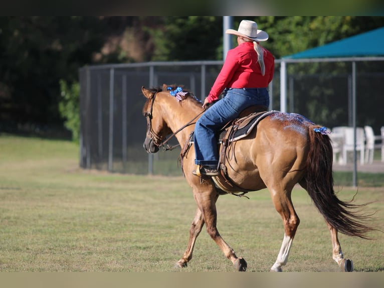 American Quarter Horse Gelding 17 years 15,1 hh Dun in Stephensville TX