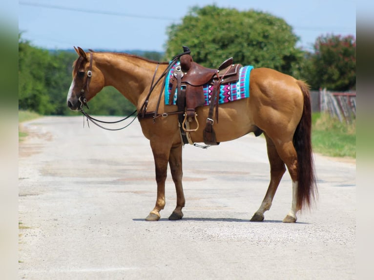 American Quarter Horse Gelding 17 years 15,1 hh Dun in Stephensville TX