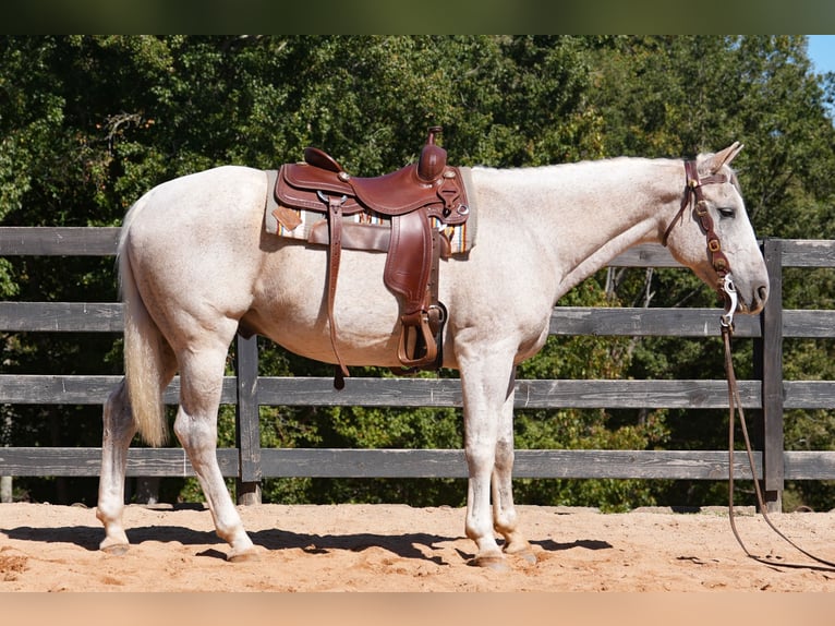 American Quarter Horse Gelding 17 years 15,2 hh Grey in Clover