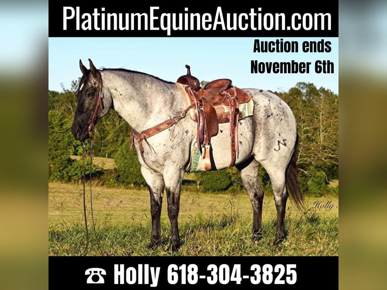 American Quarter Horse Gelding 17 years 16,1 hh Roan-Blue in Greenville Ky