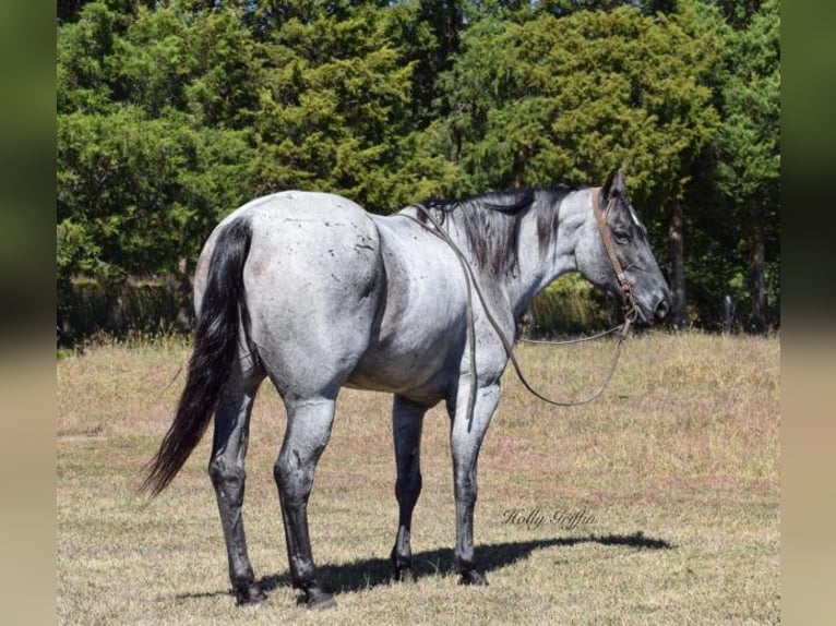 American Quarter Horse Gelding 17 years 16,1 hh Roan-Blue in Greenville Ky