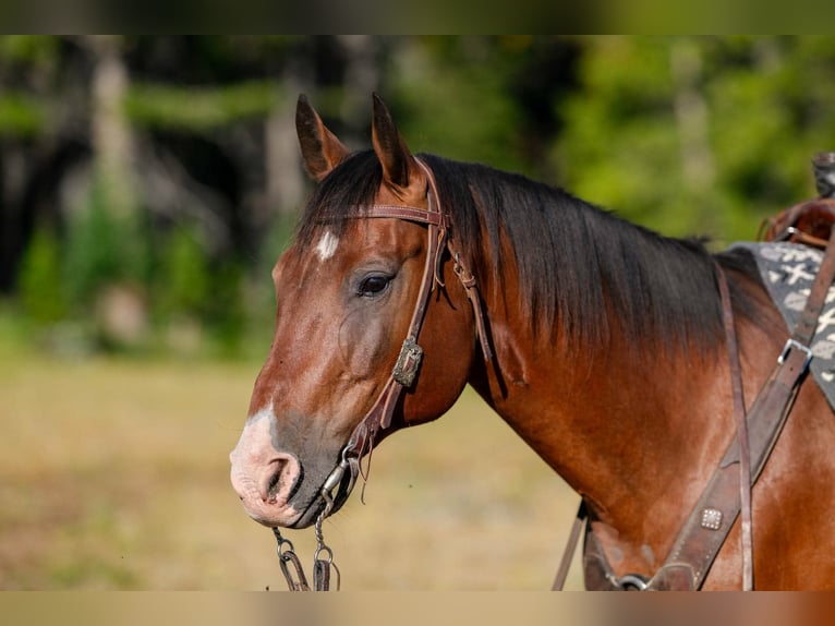 American Quarter Horse Gelding 17 years 16 hh Bay in Statesville