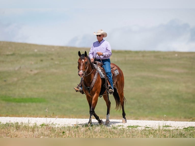 American Quarter Horse Gelding 17 years 16 hh Bay in Statesville