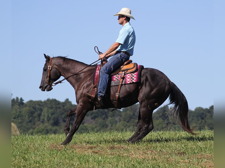 American Quarter Horse Gelding 17 years 16 hh Black in Mount Vernon KY