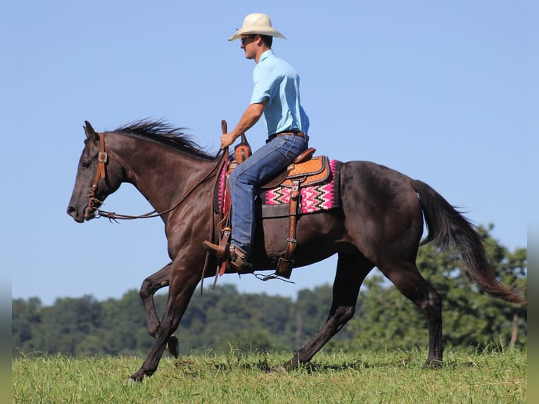 American Quarter Horse Gelding 17 years 16 hh Black in Mount Vernon KY